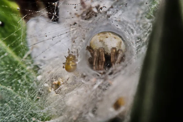 Macro, Close-up, era una araña viviendo en Tailandia . —  Fotos de Stock