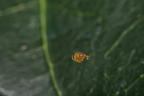 Macro, Close-up, it was a spider living in Thailand. — Stock Photo, Image