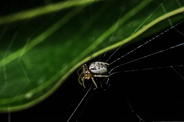 Makro, Nahaufnahme, es war eine Spinne, die in Thailand lebte. — Stockfoto