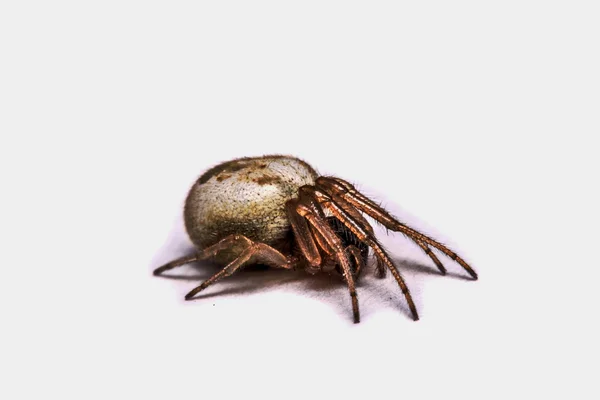Μακροεντολή, γκρο πλαν, ήταν μια αράχνη που ζουν στην Ταϊλάνδη. — Φωτογραφία Αρχείου
