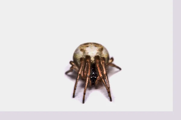 Makro, Nahaufnahme, es war eine Spinne, die in Thailand lebte. — Stockfoto