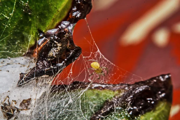 Macro, Primo piano, era un ragno che viveva in Thailandia . — Foto Stock