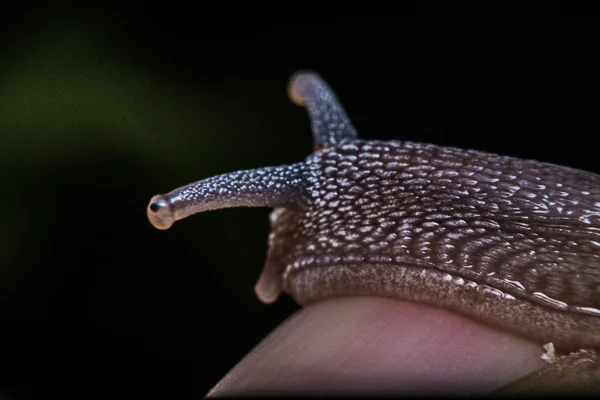 Macro, Close-up, caracol no jardim ao lado da casa . — Fotografia de Stock