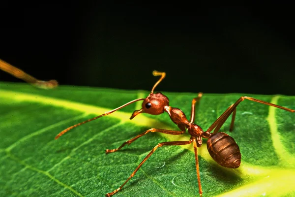 Makrót, a makró, a vörös hangyák a kertben, a ház mellett. — Stock Fotó