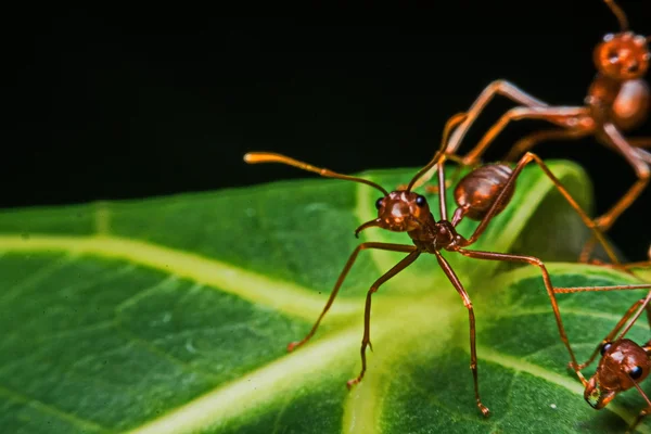 Macro, primo piano, formiche rosse nel giardino accanto alla casa . — Foto Stock