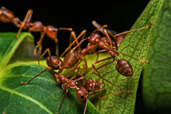 Macro, Close-up, formigas vermelhas no jardim ao lado da casa . — Fotografia de Stock