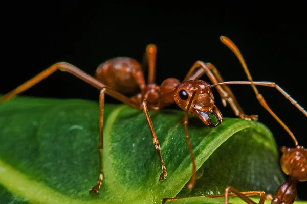 Makro, närbild, röda myror i trädgården bredvid huset. — Stockfoto