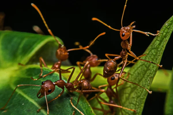 Macro, Close-up, rode mieren in de tuin naast het huis. — Stockfoto