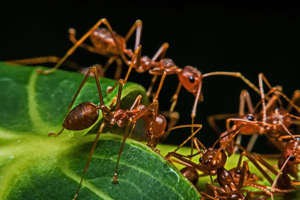 Macro, Close-up, formigas vermelhas no jardim ao lado da casa . — Fotografia de Stock