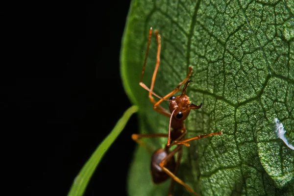 Μακροεντολή, γκρο πλαν, κόκκινα μυρμήγκια στον κήπο δίπλα από το σπίτι. — Φωτογραφία Αρχείου