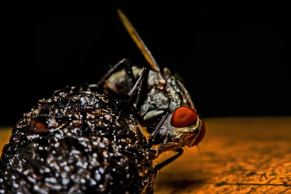 Macro, Primer plano, volar en el jardín al lado de la casa . — Foto de Stock