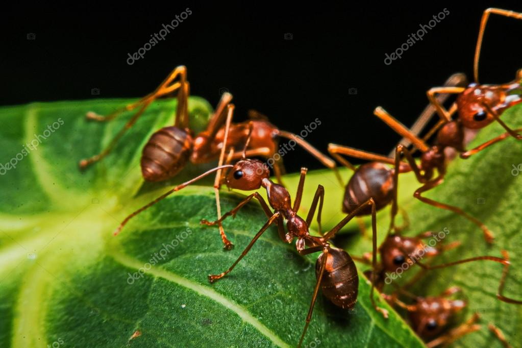 Macro, Closeup, red ants in the garden beside the house. Stock Photo