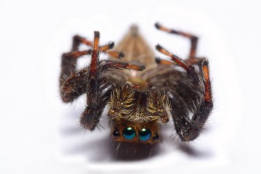 Bir atlama örümcek Close-Up.