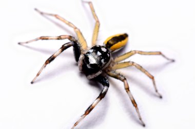 Bir atlama örümcek Close-Up.