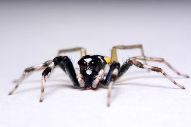 Bir atlama örümcek Close-Up.