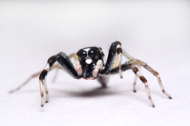 Bir atlama örümcek Close-Up.