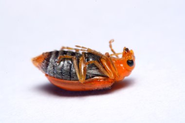 Cucurbit yaprak böceği, Aulacophora indica beyaz bir arka plan üzerinde kapatın