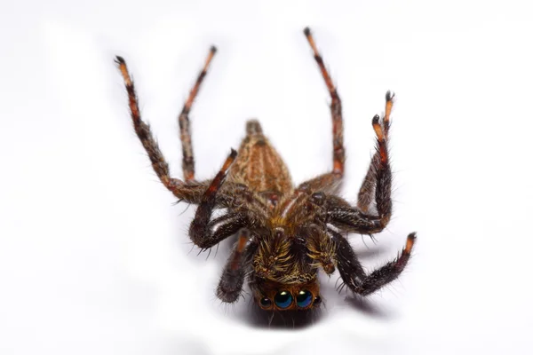 Nahaufnahme einer springenden Spinne. — Stockfoto