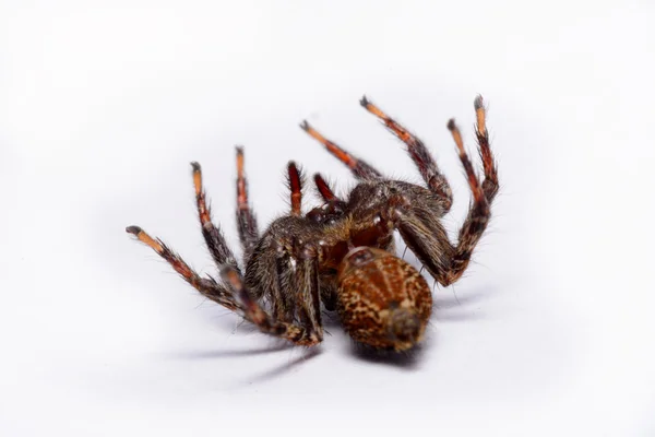 Κοντινό πλάνο του μια αράχνη άλμα. — Φωτογραφία Αρχείου