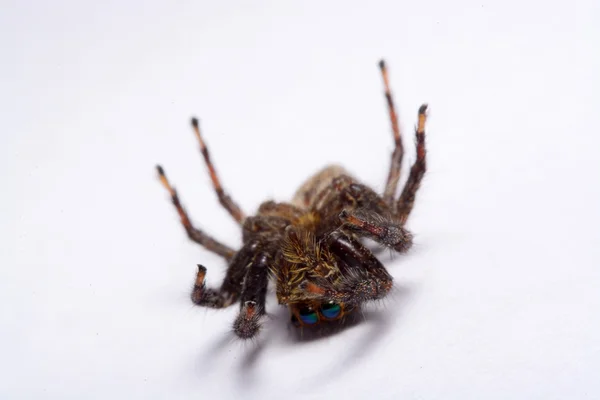 Primer plano de una araña saltadora . — Foto de Stock