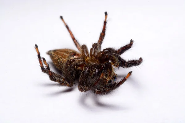 Gros plan d'une araignée sauteuse . — Photo