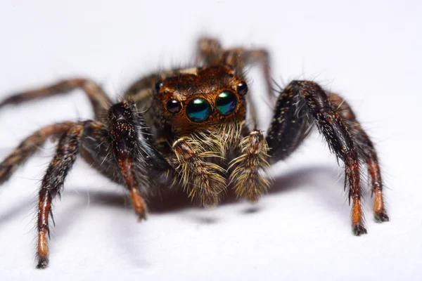 Närbild av en hoppande spindel. — Stockfoto
