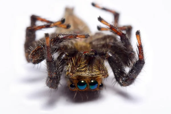 Bir atlama örümcek Close-Up. — Stok fotoğraf