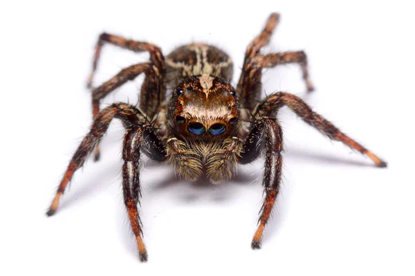 Close-up de uma Aranha Saltitante . — Fotografia de Stock