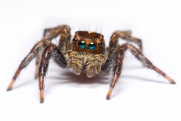 Nahaufnahme einer springenden Spinne. — Stockfoto