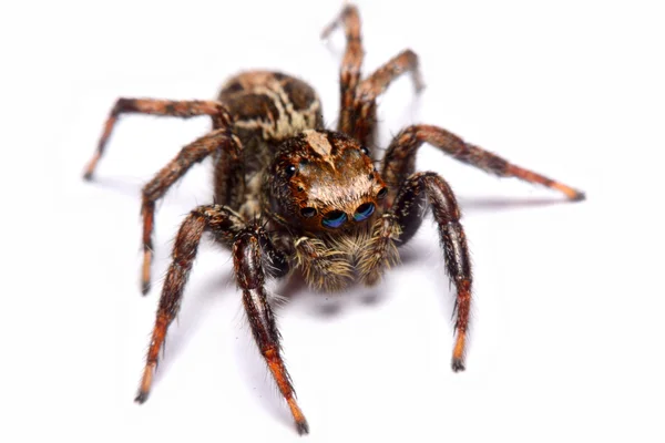 Nahaufnahme einer springenden Spinne. — Stockfoto