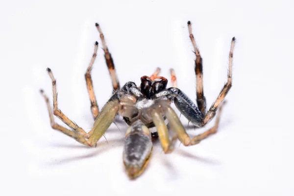 Nahaufnahme einer springenden Spinne. — Stockfoto