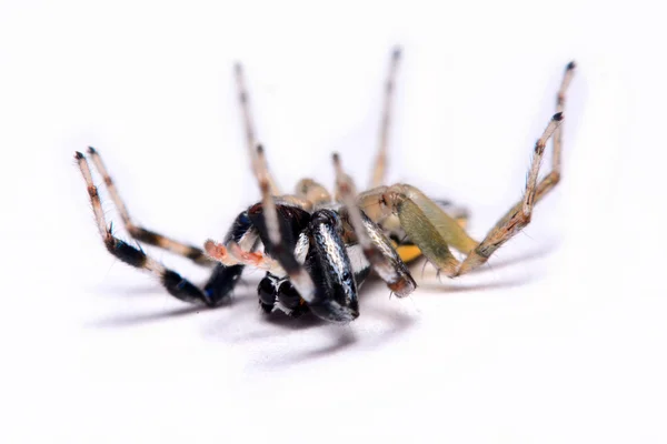 Primo piano di un ragno che salta . — Foto Stock