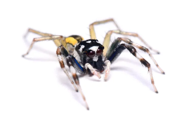 Primer plano de una araña saltadora . —  Fotos de Stock