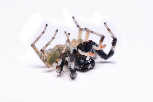 Primo piano di un ragno che salta . — Foto Stock
