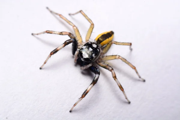 Primer plano de una araña saltadora . —  Fotos de Stock