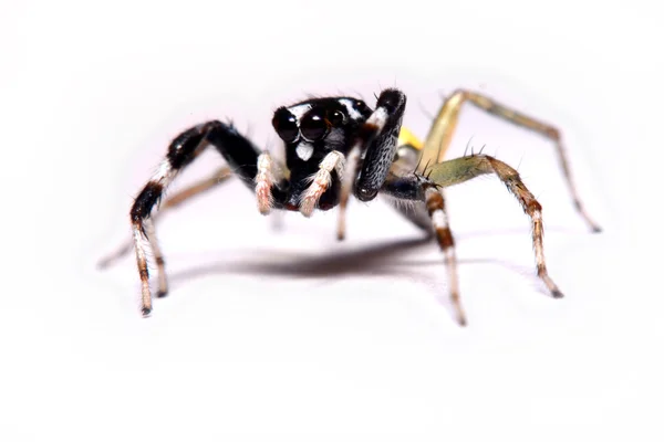 Primer plano de una araña saltadora . — Foto de Stock