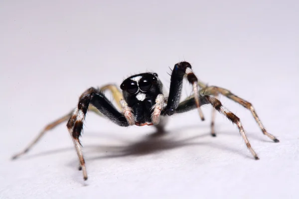 Primer plano de una araña saltadora . — Foto de Stock