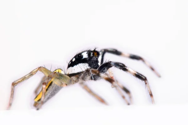 Close-up van een springende spin. — Stockfoto
