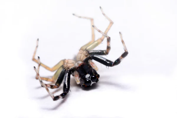 Nahaufnahme einer springenden Spinne. — Stockfoto