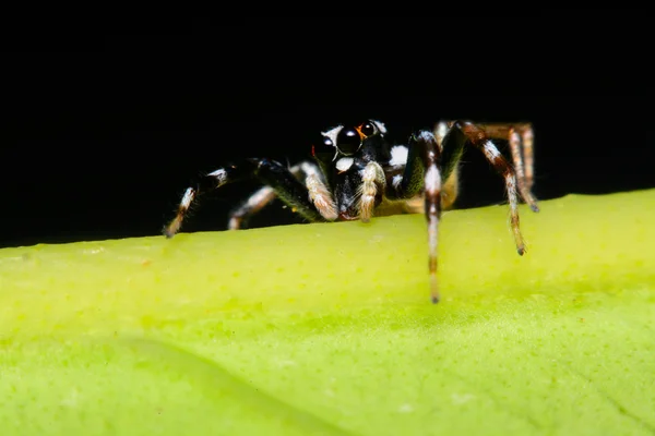 Nahaufnahme einer springenden Spinne. — Stockfoto