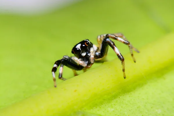 Bir atlama örümcek Close-Up. — Stok fotoğraf