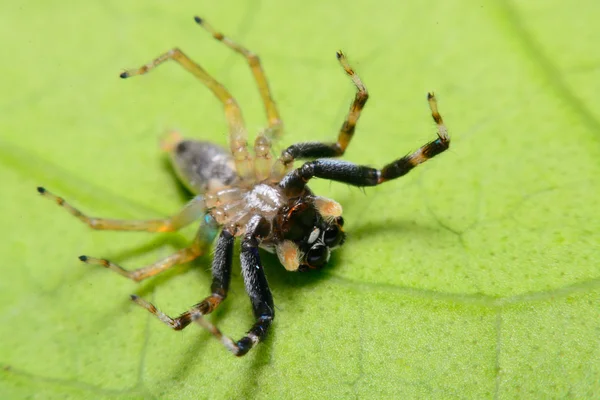 Primer plano de una araña saltadora . — Foto de Stock