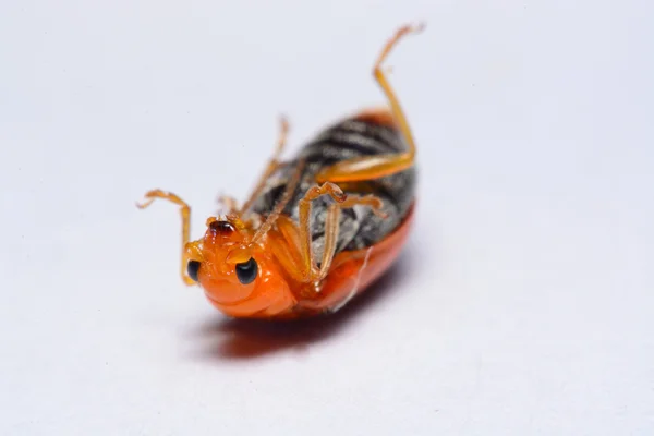 Close up Cucurbit leaf beetle, Aulacophora indica on a white background — Stock Photo, Image