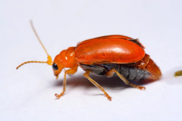 Nahaufnahme Cucurbit-Blattkäfer, aulacophora indica auf weißem Hintergrund — Stockfoto