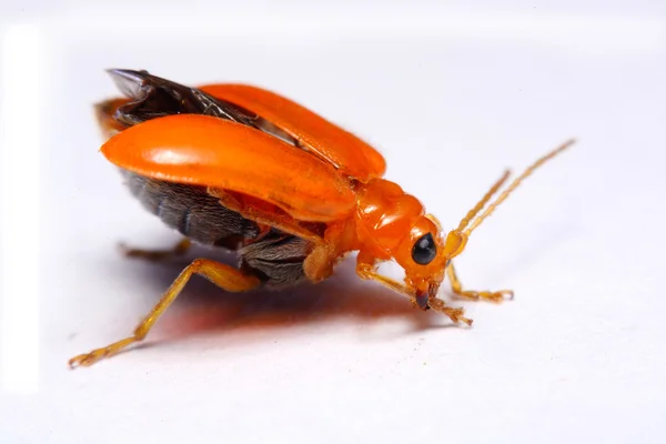 Kúszó vetésfehérítő bogár, Aulacophora indica, háttérképet fehérre közelről — Stock Fotó