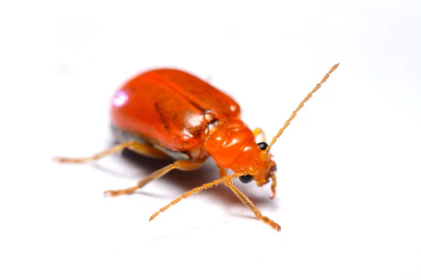 Close up Scarabeo foglia Cucurbit, Aulacophora indica su sfondo bianco — Foto Stock