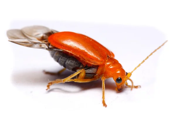 Kúszó vetésfehérítő bogár, Aulacophora indica, háttérképet fehérre közelről — Stock Fotó