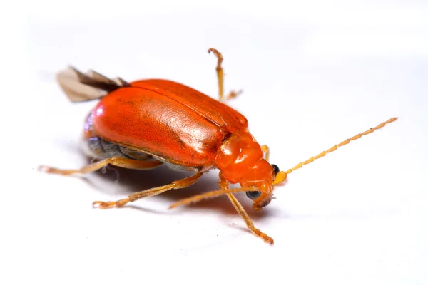 Kúszó vetésfehérítő bogár, Aulacophora indica, háttérképet fehérre közelről — Stock Fotó