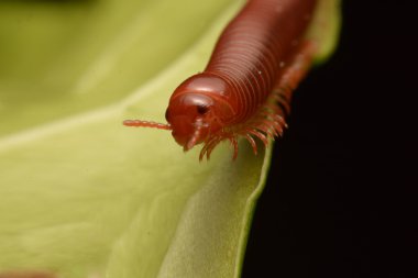 yürüyüş kırkayak yakın çekim.