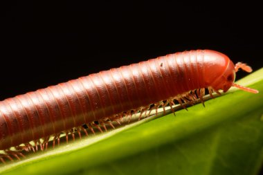 yürüyüş kırkayak yakın çekim.